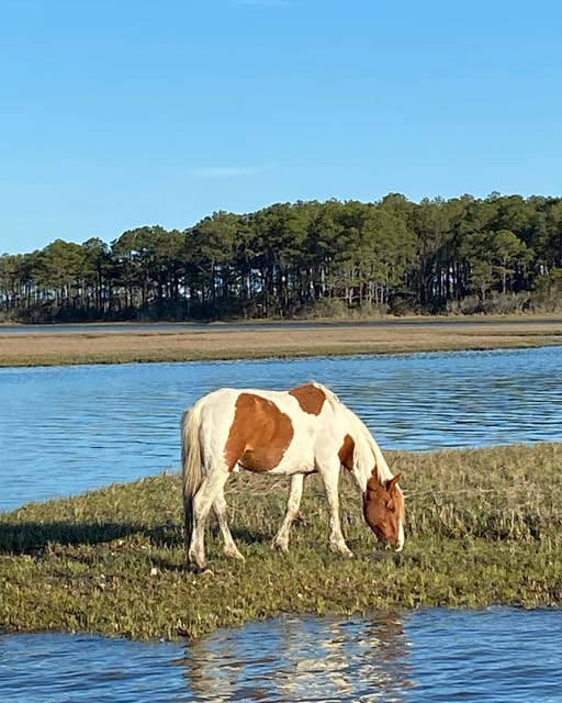 From Chincoteague: Pony and Wildlife Boat Tour - Encounter Chincoteague Ponies