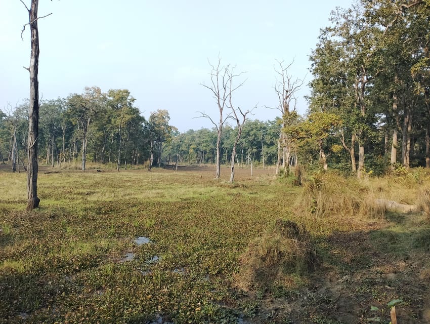 From Chitwan: Day Tour Jeep Safari+Canoeing+Jungle Walk - Inclusions and Exclusions