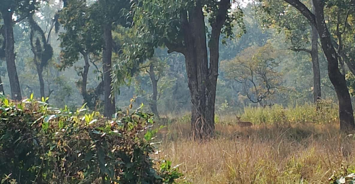 From Chitwan: Full Day Nature Hiking In National Park - What to Bring