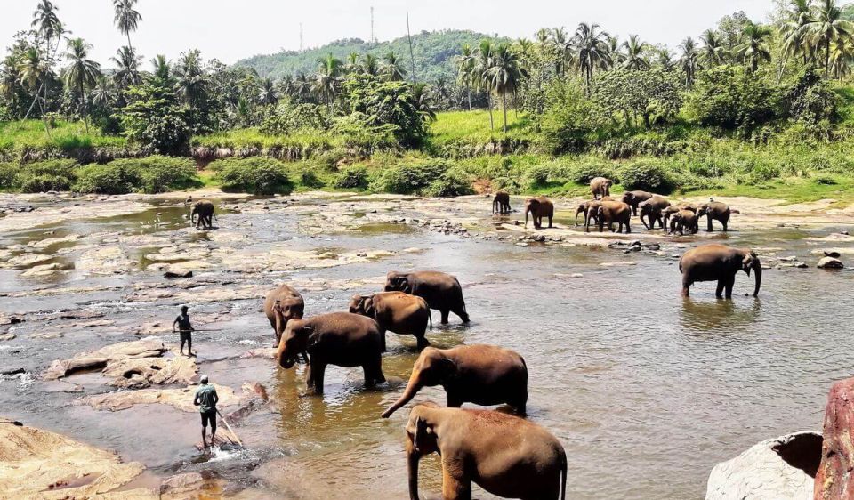 From Colombo: Kandy and Pinnawala Full-Day Trip - Exploring Pinnawala Elephant Orphanage