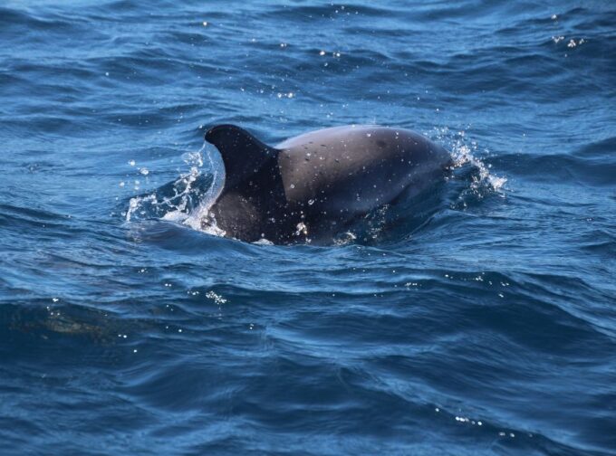From Costa Del Sol: Gibraltar Dolphin Watching by Boat - Tour Highlights
