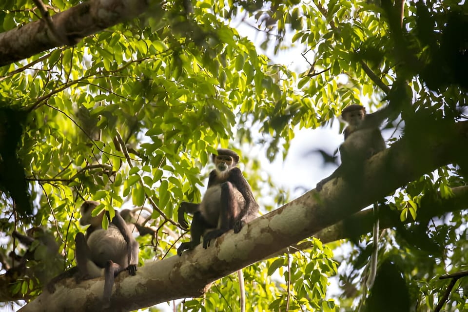 From Da Nang: Wildlife Watching, Douc Langurs Watching - Experience Highlights