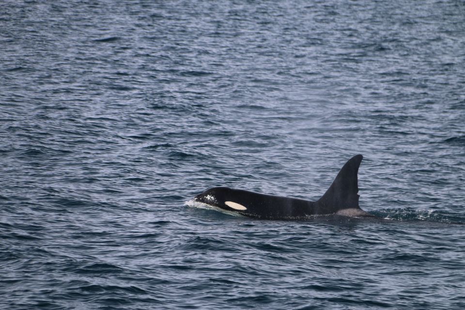 From Dalvik: Arctic Whale Watching in Northern Iceland - Best Time to Go