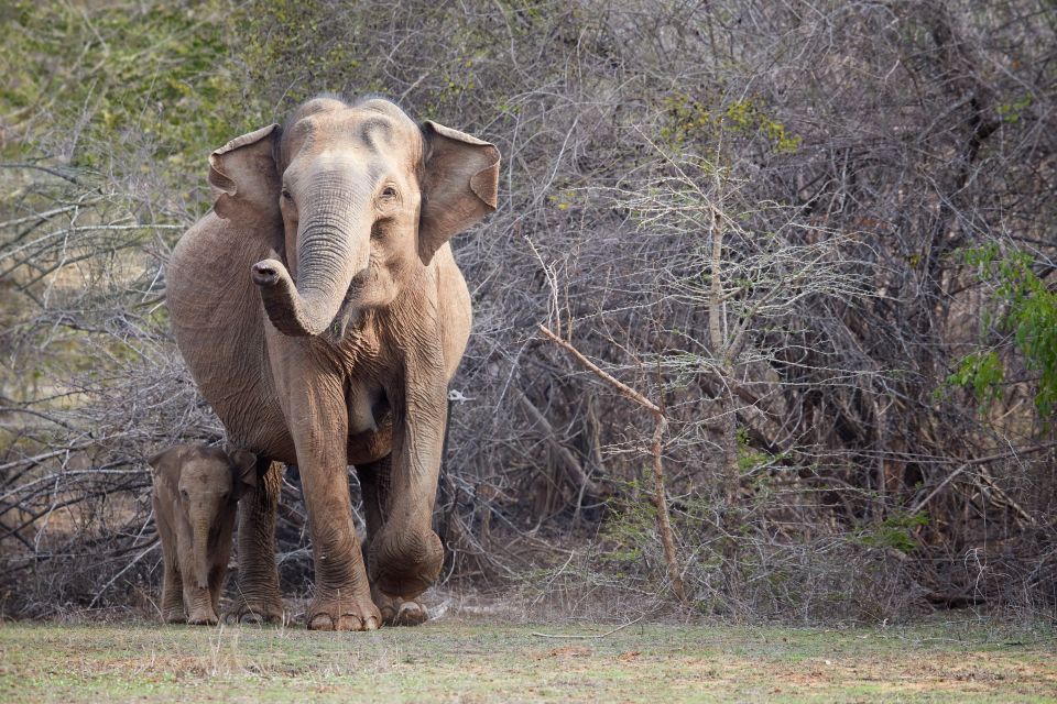 From Ella: Yala National Park Jeep Safari Tour - Transportation