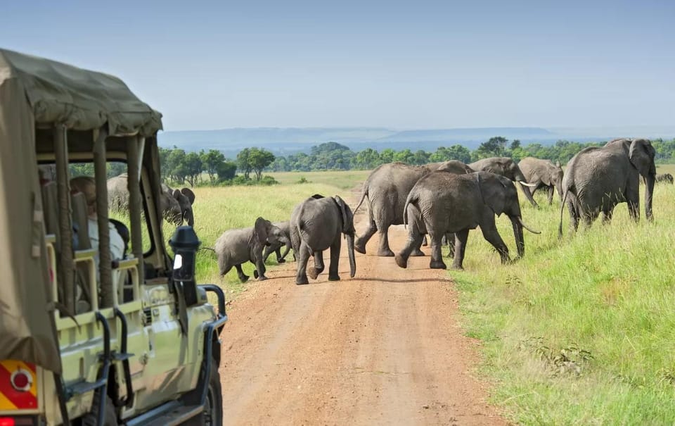 From Ella : Yala National Park Leopard Safari Tour by 4*4 - Participant Selection