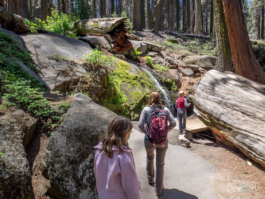 From Fresno: Sequoia National Park Tour W/ Transfer & Lunch - Tips for Your Visit