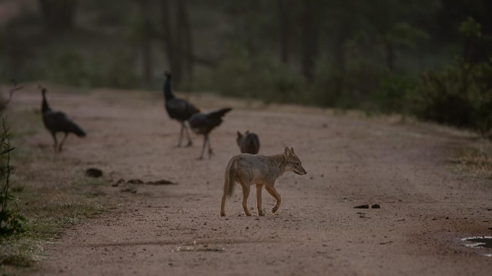 From Hambantota: Lunugamvehera National Park Wild Safari - Pickup and Drop-off Locations