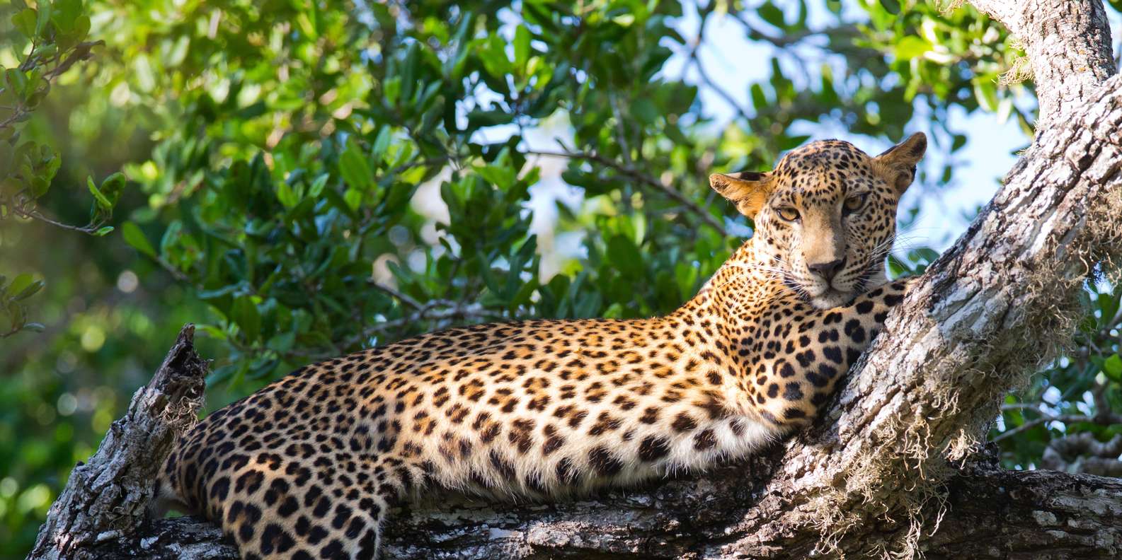 From Hazyview : Full Day Kruger BIG 5 Safari - Frequently Asked Questions