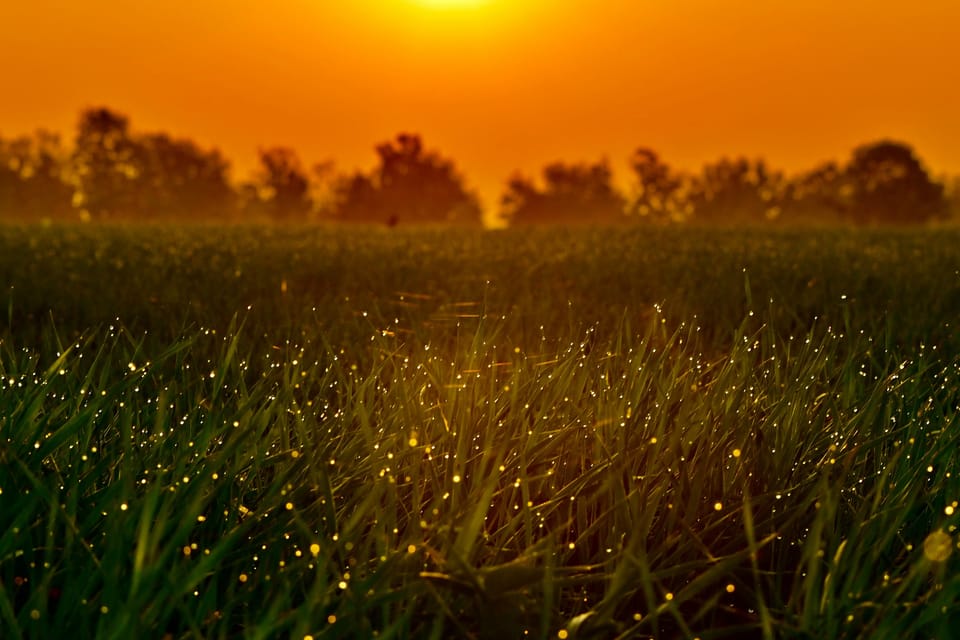 From HCM: Mekong Delta My Tho Ben Tre Fireflies - Mekong River Boat Rides