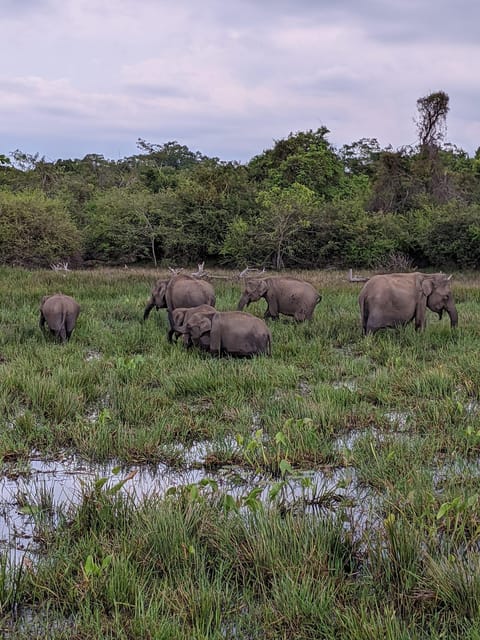 From Hikkaduwa/Galle/Mirissa : Udawalawa Safari & Drop Ella - Elephant Transit Home