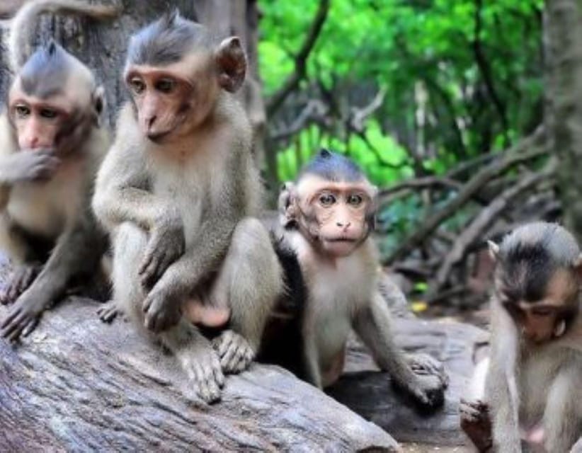 From Ho Chi Minh City: Group Tour Can Gio Mangrove Forest - Travel Tips for Tourists