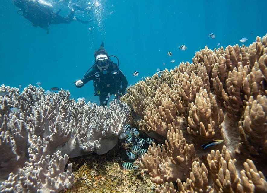 From Hoi An/ Da Nang: Swimming & Snorkeling In Cham Islands - Marine Life in Cham Islands