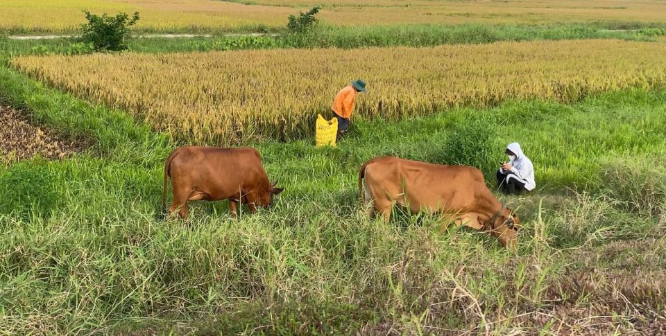 From Hoi An: Vespa Tour Explore Hoi Ans Countryside. - Important Tour Information