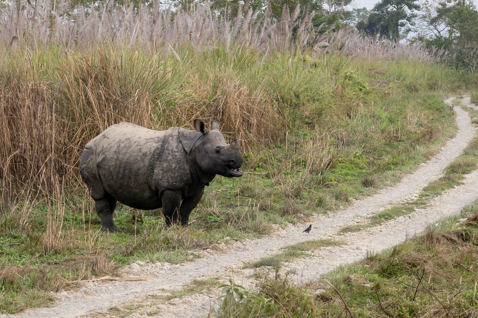 From Kathmandu: 4-Day Chitwan National Park Safari - Travel and Safety Tips