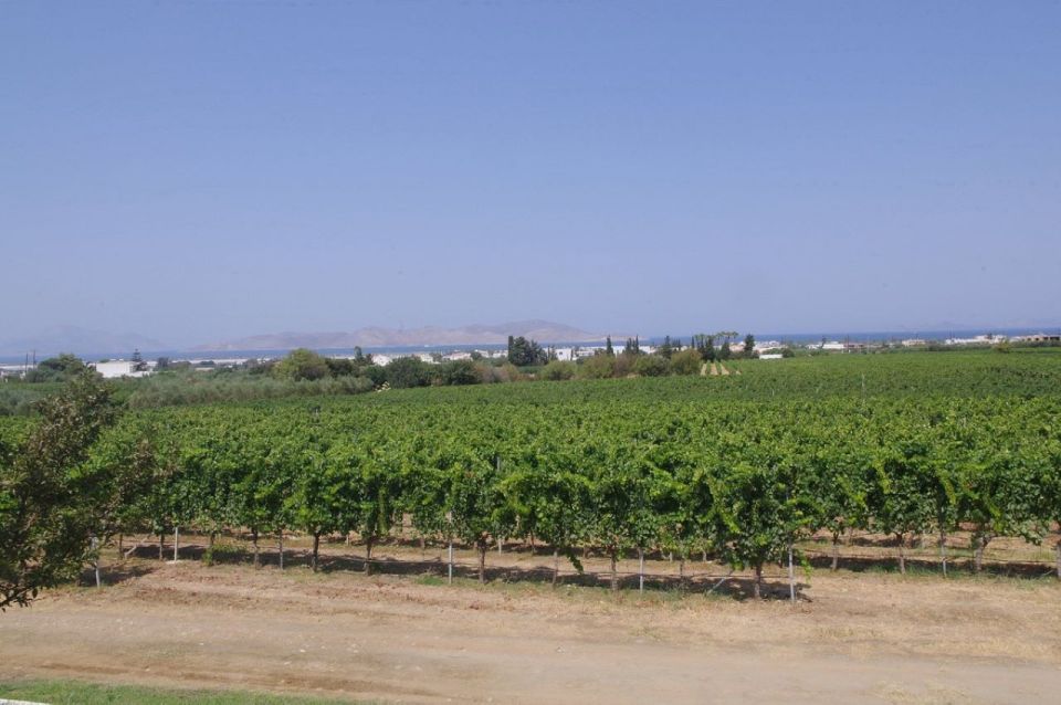 From Kos: Tour of 2 Wineries With Wine Tasting & Small Bites - Important Information