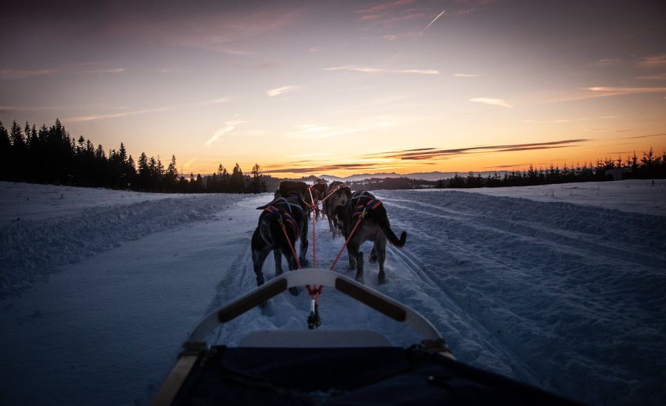 From Krakow: Dogsled Ride in Tatra Mountain - Essential Information for Participants