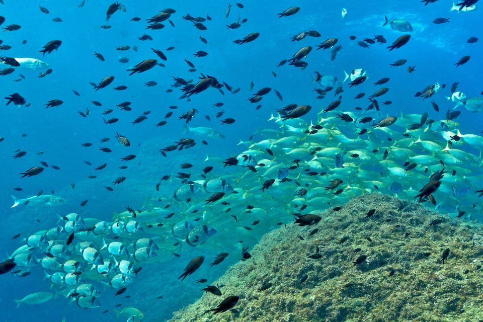 From L'Estartit: Snorkeling Trip to the Medes Islands - Availability and Reservations