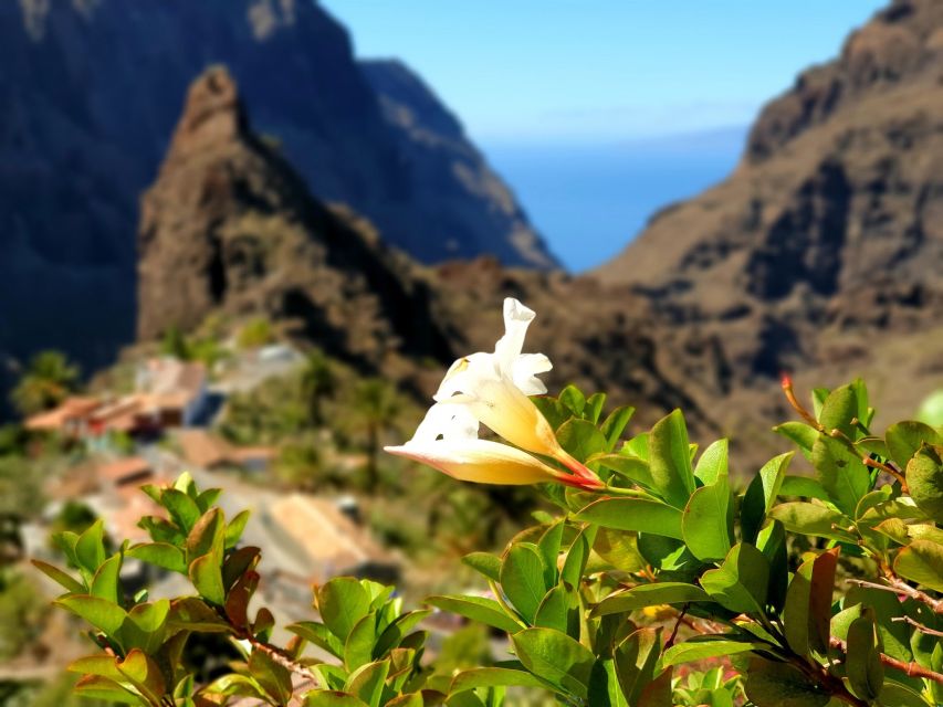 From Los Gigantes: Masca Canyon Hike With Water Taxi Return - Customer Reviews