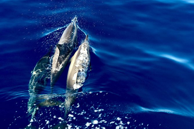 From Maalaea: Lanai Snorkel & Dolphin Encounter on Quicksilver - Dolphin Watching Experience