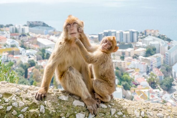 From Malaga and Costa Del Sol: Gibraltar Sightseeing Tour - Frequently Asked Questions
