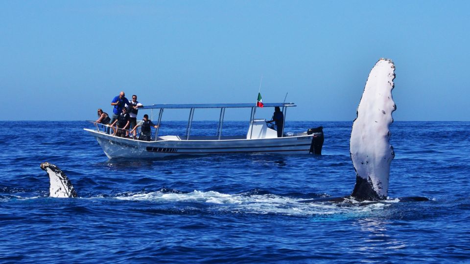 From Mirissa: Private Whale Watching Tour With Sunset - Pricing and Cancellation