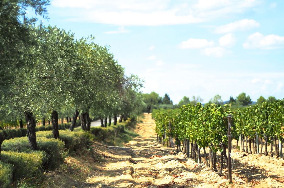 From Montpellier: Wine and Olive Tour - Booking and Payment Options