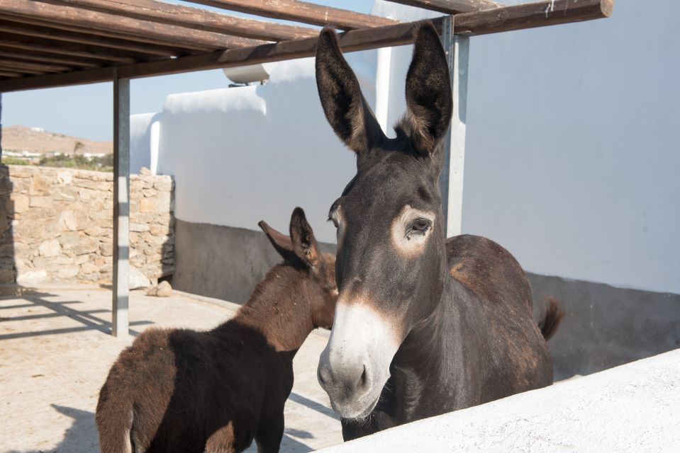 From Mykonos: Ano Mera Farm Tour - Departure and Transportation