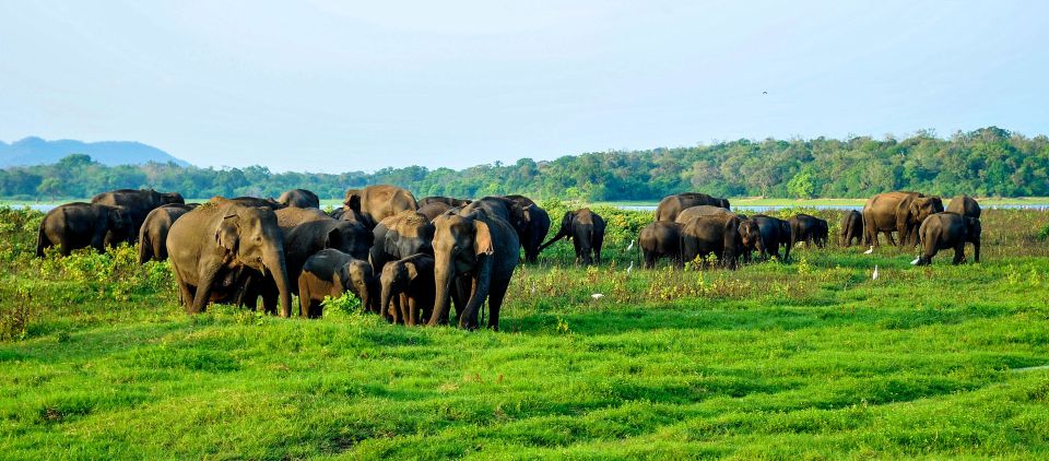 From Negombo: Minneriya National Park Safari Tour - Pickup and Transport