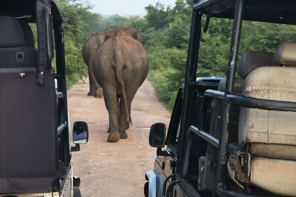 From Negombo: Wilpattu National Park Safari Guided Day Tour - Wildlife Sightings