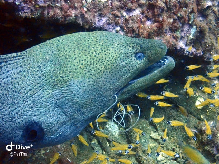 From Phuket 3 Dives Koh Phi Phi Certified Diver FREE PHOTOS - Meals and Refreshments