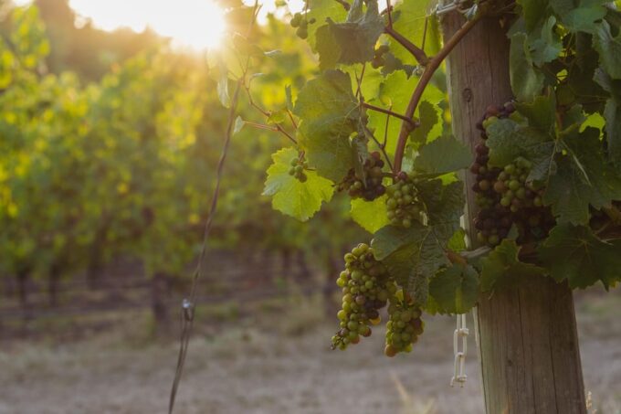 From Portland: Willamette Valley Wine Tasting Tour - Local Wineries to Visit