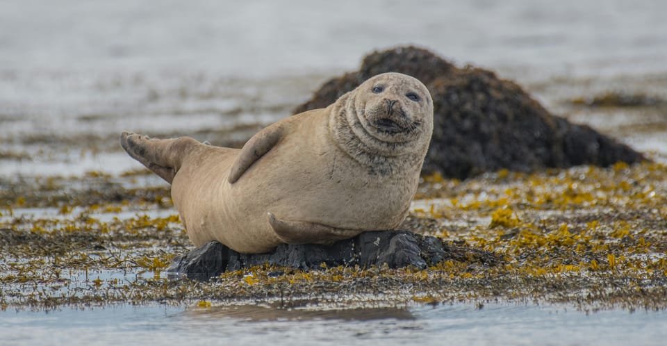 From Reykjavik: Snaefellsnes Peninsula by VAN and Photos - Photo Opportunities