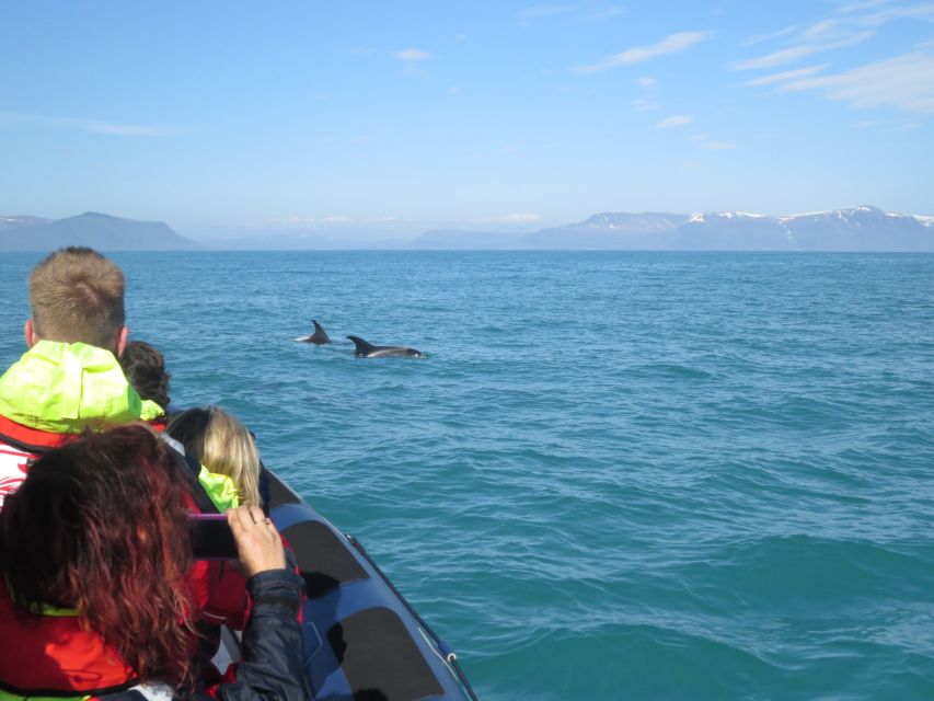 From Reykjavik: Whale and Puffin Watching RIB Boat Tour - Best Time to Visit