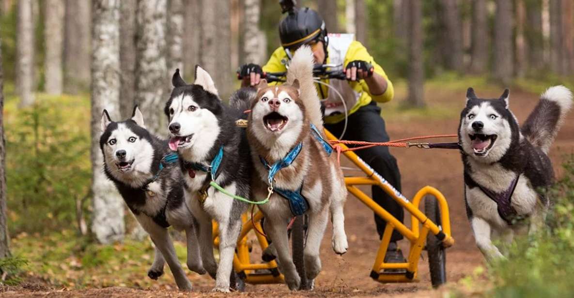 From Rovaniemi: Autumn Husky Safari Adventure - Frequently Asked Questions