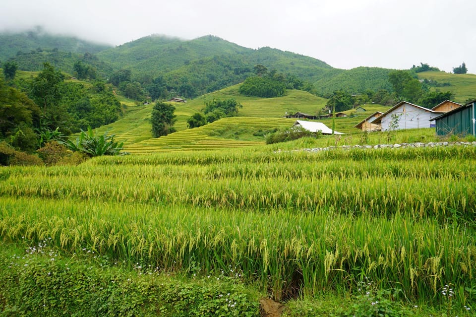 From Sa Pa: Half Day Muong Hoa Valley Trek and Ethnic Tribes - Exploring Y Linh Ho Village