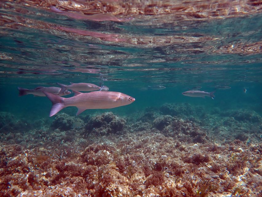 From Santa Pola: Snorkel Trip in Tabarca Island - Participant Requirements