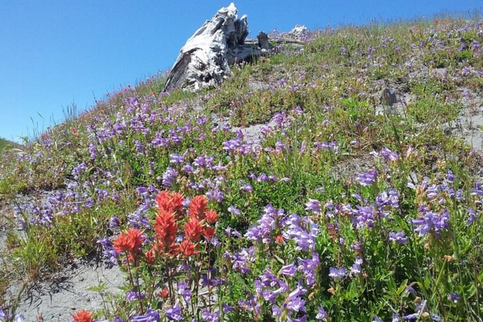 From Seattle: Mount Saint Helens Monument Private Day Trip - Participant Requirements