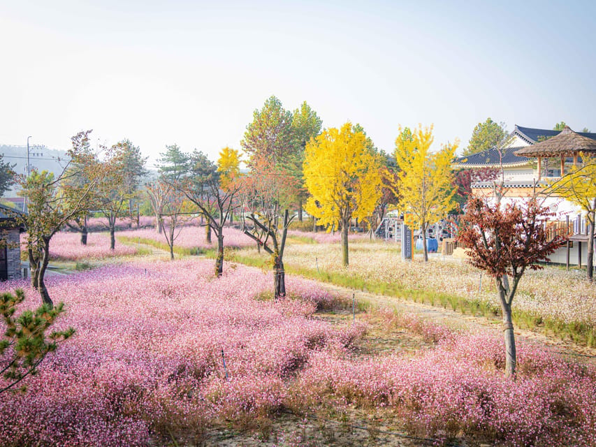 From Seoul: Autumn Instagrammable Tour - Route B: Bangyeri to Anseong