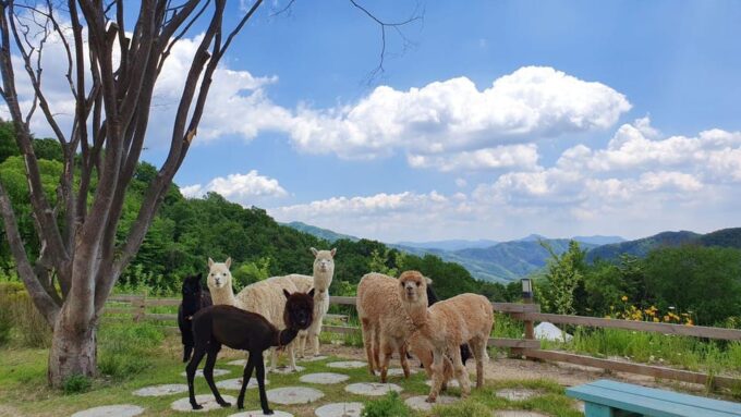 From Seoul: Mt. Samak-Cable Car/Nami/Alpaca(+Rail Bike) Tour - Rail Bike