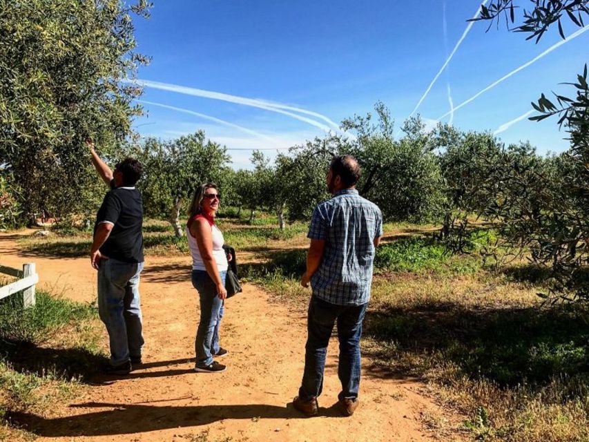 From Seville: Olive Oil Farm Tour - Tasting and Flavors