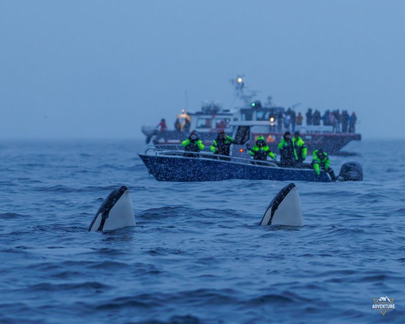 From Skjervøy: Whale Watching in a Heated Cabin Cruiser - Pricing Information