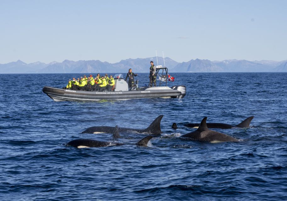 From Svolvær: Whale Watching Day Trip to Andenes - Important Travel Tips