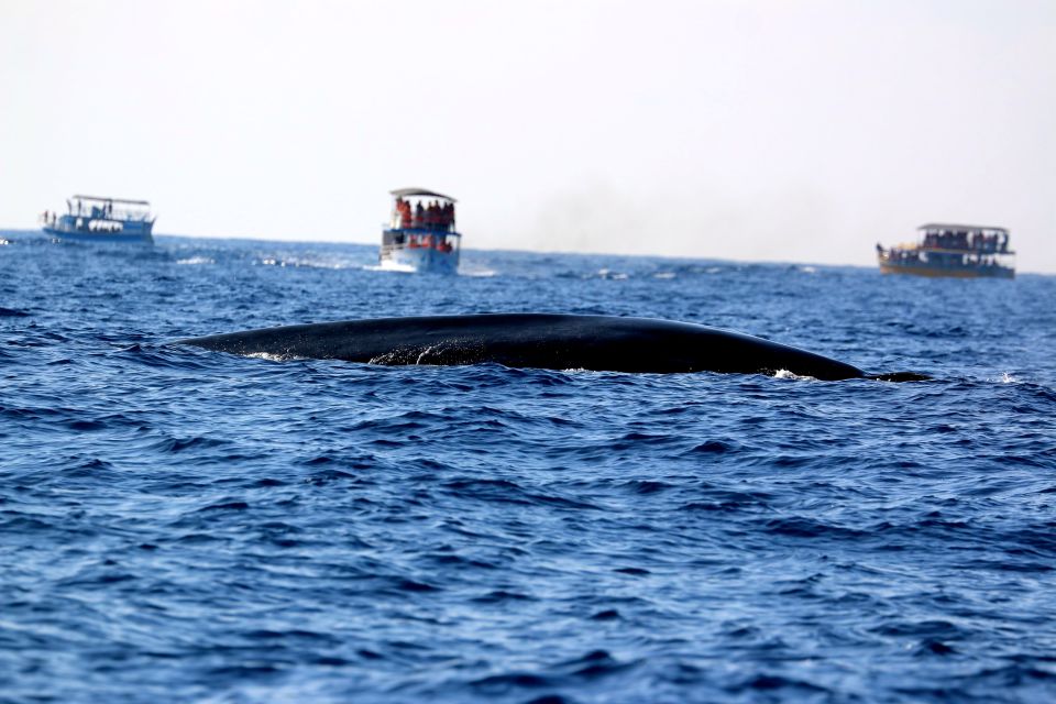 From Tangalle: Mirissa Whale Watching Tour With Breakfast - Booking and Flexibility