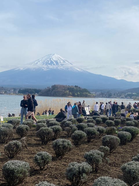 From Tokyo: Mt. Fuji or Hakone Sightseeing Private Day Tour - Customer Reviews