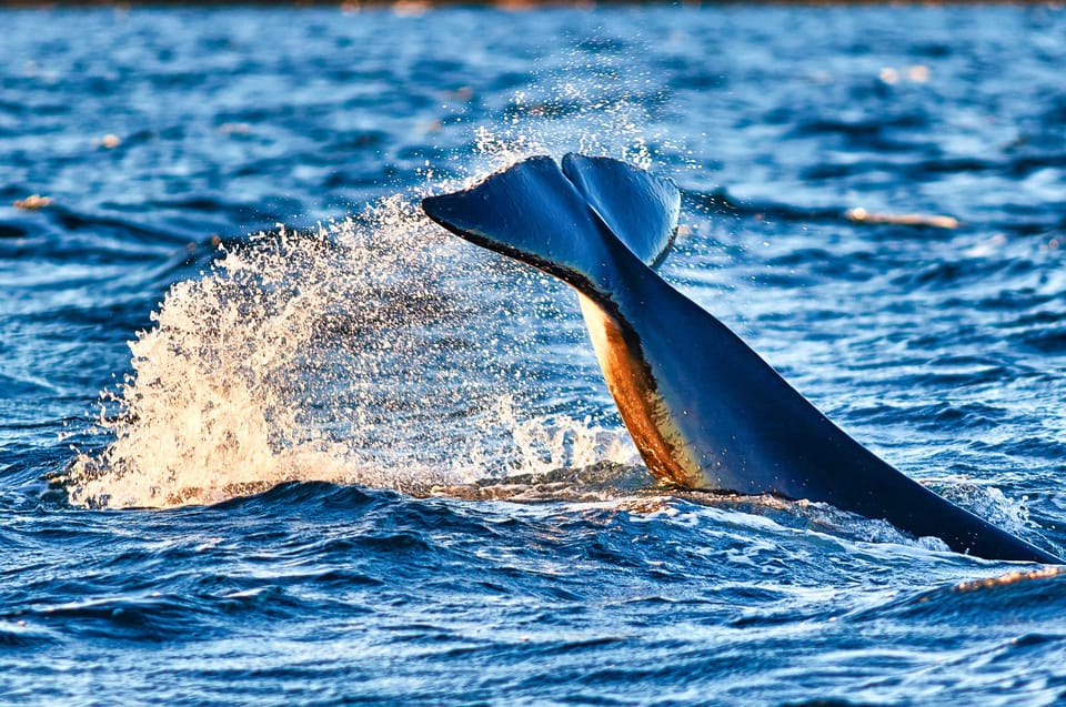 From Tromso: Whale Watching in Magic Skjervoy - Scenic Drive to Skjervoy