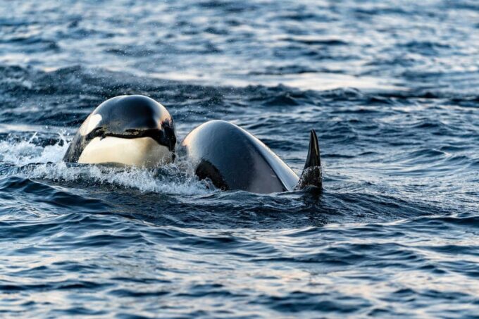 From Tromsø: Whale Watching Safari on High-Speed Catamaran - Wildlife Encounter Expectations