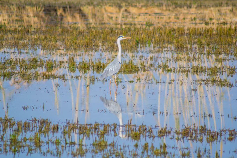 From Valencia: Albufera Day Trip With Boat Tour and Transfer - Customer Feedback and Ratings