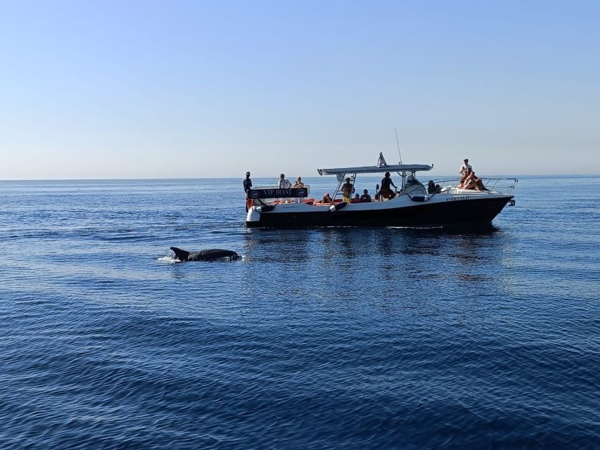 Fuengirola: Fantastic Dolphin Watching Yacht Tour - Accessibility and Languages