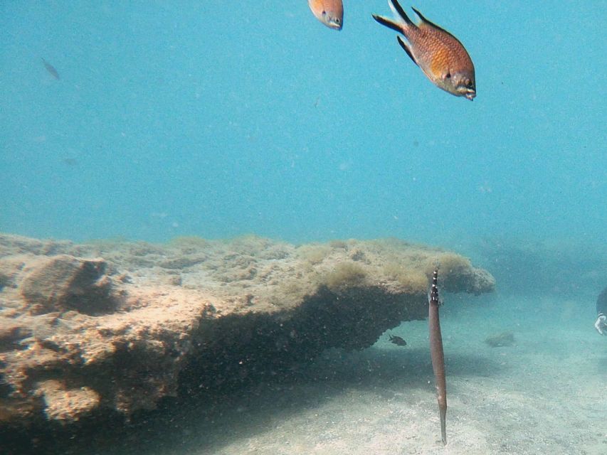 Fuerteventura : Discover Scuba Diving - Photographic Opportunities