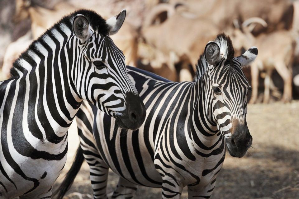 Fuerteventura: Oasis Wildlife Entry Ticket - Exploring the Botanical Garden